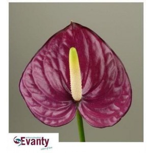Anthurium love violet heart