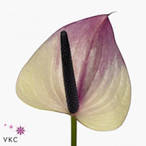 Anthurium maxima violeta