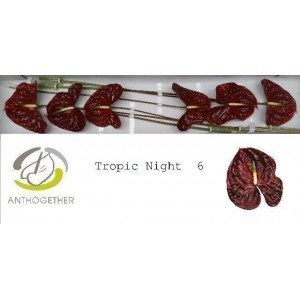 Anthurium tropic night
