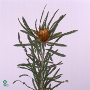 Banksia dryandra formosa