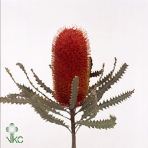 Banksia paint speciosa red