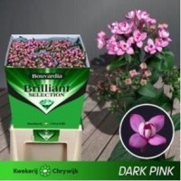 Bouvardia do dark pink