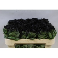 Brassica powder black