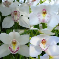 Cymbidium white