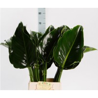 Leaf philodendron green beauty