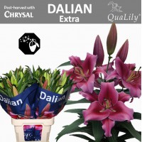 Lilium or dalian