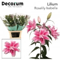 Lilium or dbl roselily isabell