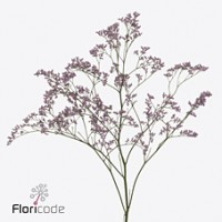 Limonium safora oshi pink