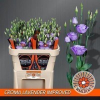 Lisianthus du croma lavender