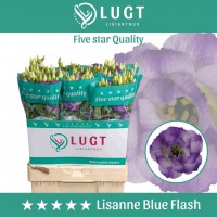 Lisianthus du lisanne blue flash 