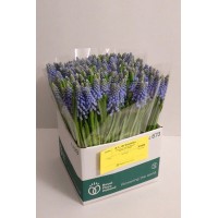 Muscari blue