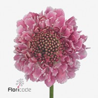 Scabiosa candy scoop
