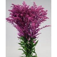 Solidago paint dark lilac