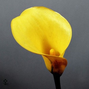 Zantedeschia yellow